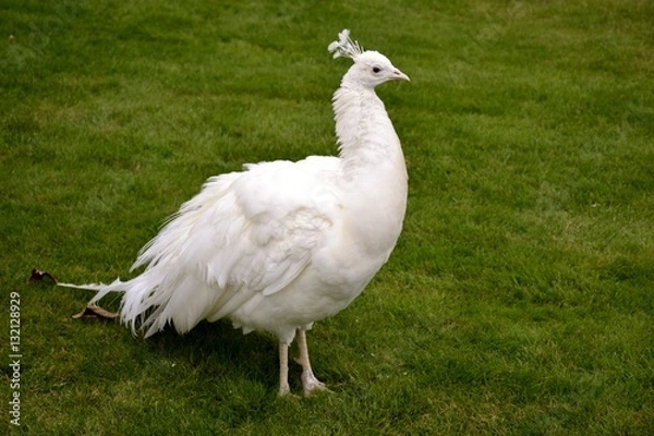 Fototapeta Detail of a white wild peacock and grass