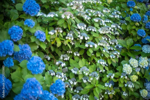 Obraz 生い茂った青いアジサイの花々