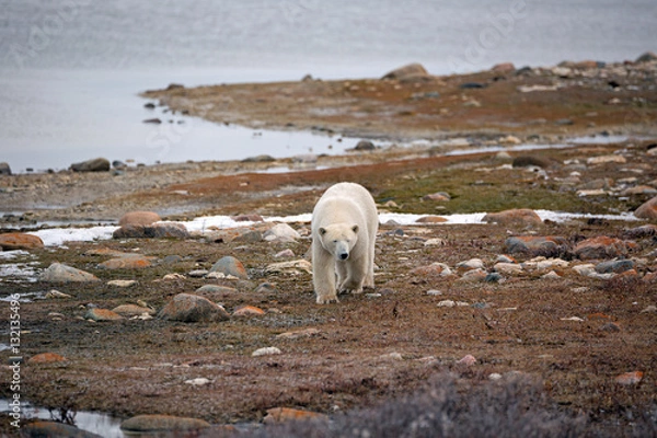 Fototapeta Eisbär