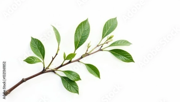 Obraz Delicate branch isolated on white background with fine twigs and leaves, nature, plant