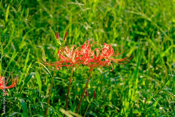 Fototapeta 緑の草原に咲く赤い彼岸花