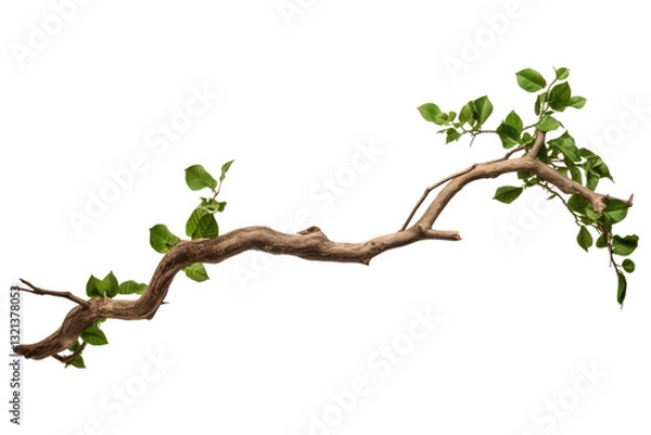 Fototapeta twisted jungle branch with plant growing on transparent background