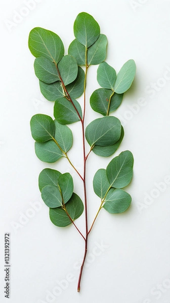 Obraz Minimalist Botanical of Eucalyptus Leaves on White