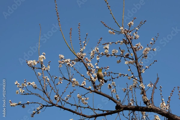 Fototapeta 開花した梅の花とメジロ