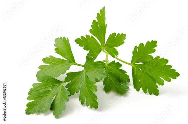 Obraz Świeża kolendra