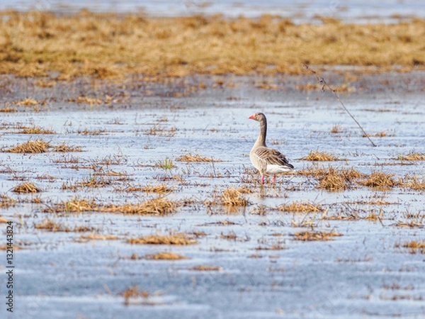 Fototapeta Greylag goose on the shore