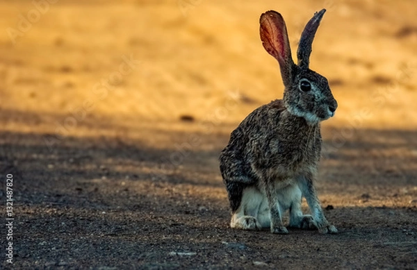 Obraz Riverine rabbit (Bunolagus monticularis) in the early morning light on Dithebaneng Drive.