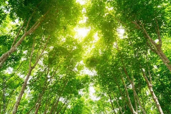 Fototapeta Trees with morning light