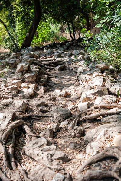 Fototapeta Rocky forest trail with exposed roots winds through lush summer woods