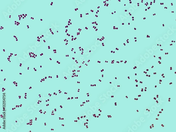 Obraz Microphotography of coccal microorganisms