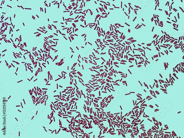 Obraz Real microorganisms Bacillus under a microscope