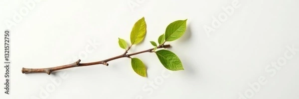 Fototapeta Single branch with slight decay isolated on white background, nature, still life, natural light