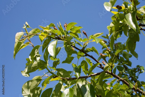 Fototapeta Apple Tree