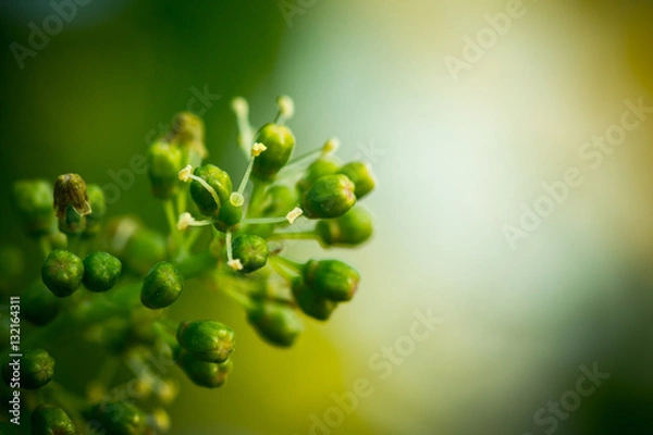 Obraz Weinblüte im Sommer
