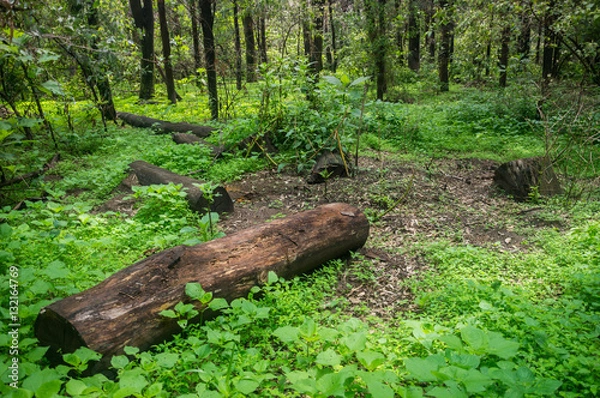 Obraz The Clearing