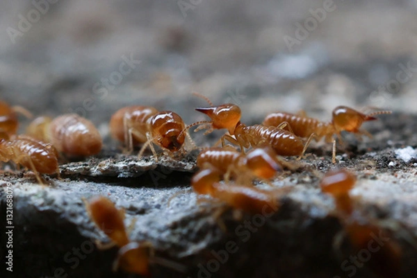 Fototapeta Termites are small insects that live in underground nests and termite mounds. Termites can consume wooden structures of a house and other parts such as wooden floors, windows, doors, and furniture.