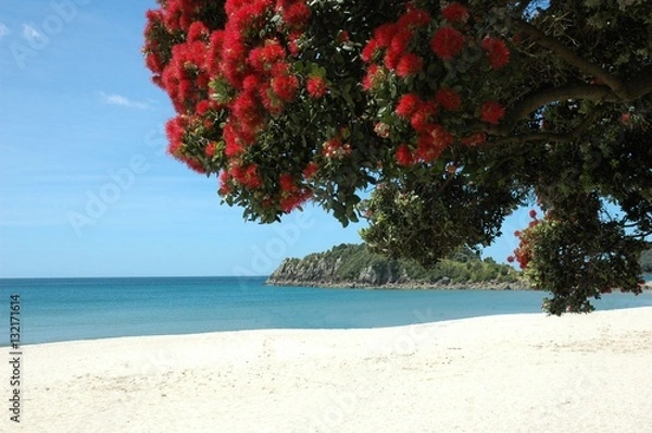 Fototapeta Pohutukawa Trees on the Main Mount Beach. Maunganui 