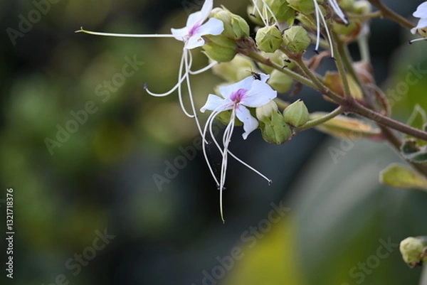Fototapeta Clerodendrum trichotomum plant flowers. Its other names  harlequin glorybower, glorytree and peanut butter tree. This is a species of flowering plant in the family Lamiaceae. Wildflower.