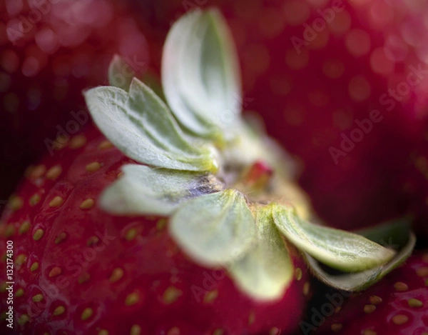 Obraz Strawberry Closeup