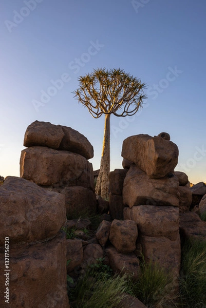 Obraz Quiver tree between large rocks