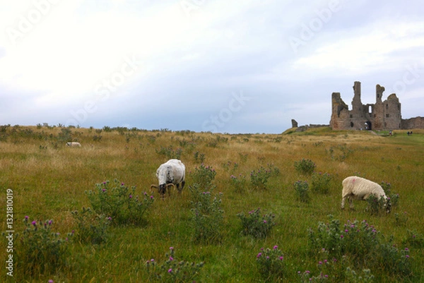 Obraz Ruins of a medieval castle and sheep in a field in England, UK