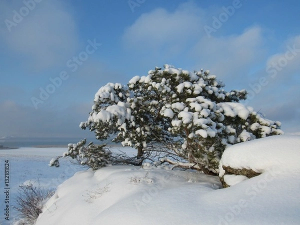 Fototapeta Сосна, украшенная снегом.