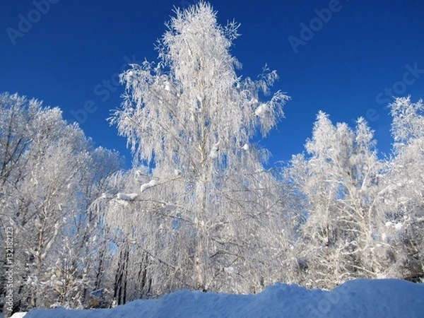 Fototapeta Деревья, покрытые инеем.