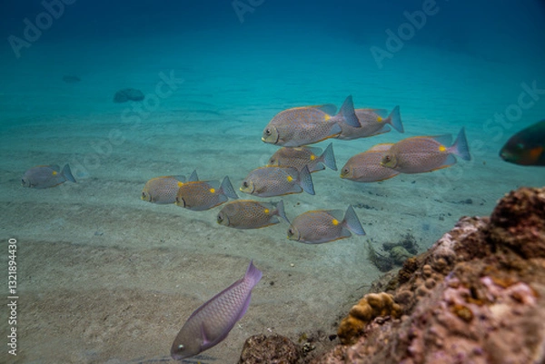 Obraz scuba diver and coral reef