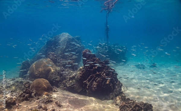 Obraz underwater scene with coral reef