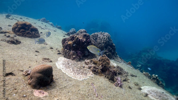 Obraz underwater scene with coral reef