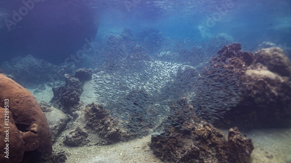 Obraz underwater scene with coral reef