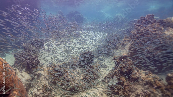 Obraz coral reef with fish
