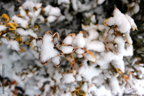 Obraz Der erste Schnee im Garten