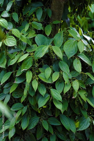 Obraz peppercorn at Vietnam pepper field