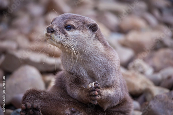 Obraz Otter