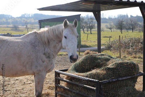 Obraz several horses are standing at a feed rack with hay