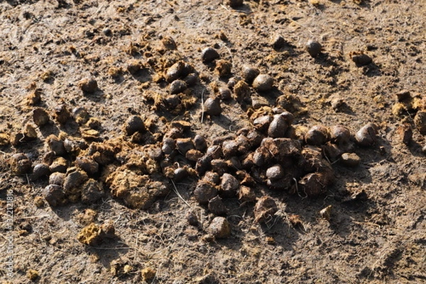 Fototapeta Horse manure is collected in a wheelbarrow
