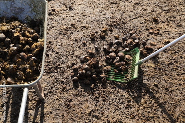 Fototapeta Horse manure is collected in a wheelbarrow
