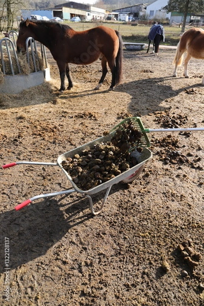 Fototapeta Horse manure is collected in a wheelbarrow