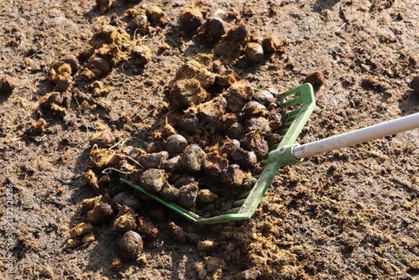 Obraz Horse manure is collected in a wheelbarrow