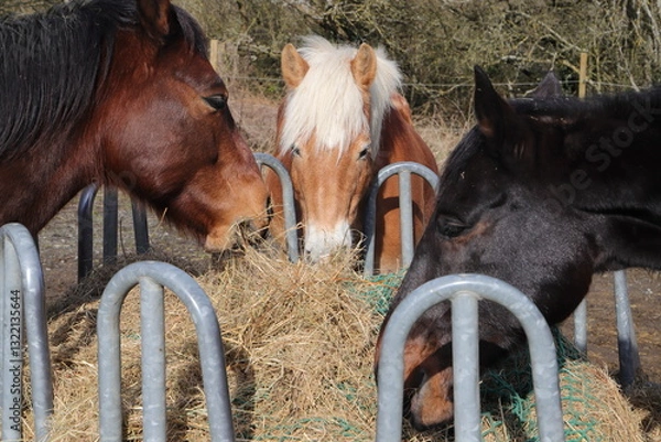 Obraz several horses are standing at a feed rack with hay