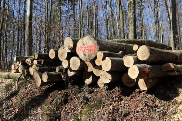 Obraz a fresh wood polter at the edge of the forest
