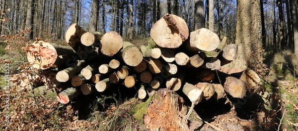 Obraz a fresh wood polter at the edge of the forest