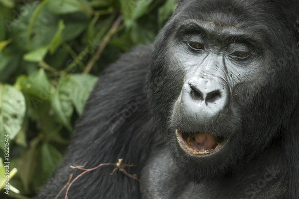 Obraz Mountain gorilla (Gorilla beringei beringei). Bwindi Impenetrable Forest. Uganda