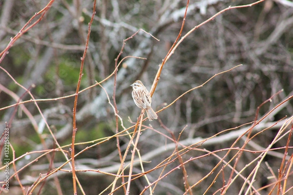 Fototapeta small bird on raspberry branches in spring time