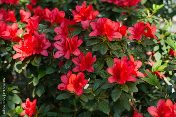 Obraz Big red azalea bush in the garden.