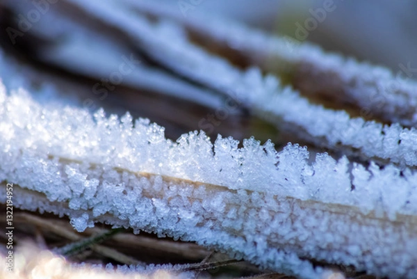 Fototapeta Frost and icy crystals after cold and frosty night show beautiful icy nature with sparkling ice crystals in morning sunshine melting away like snow in the sunshine