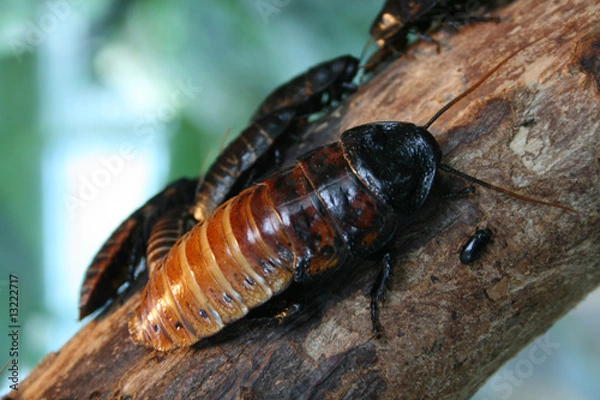 Obraz Madagaskar Fauchschaben