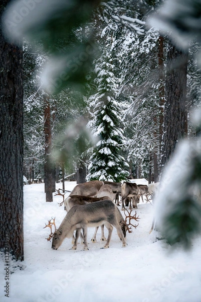 Fototapeta A group of reindeers looking for food in the snow