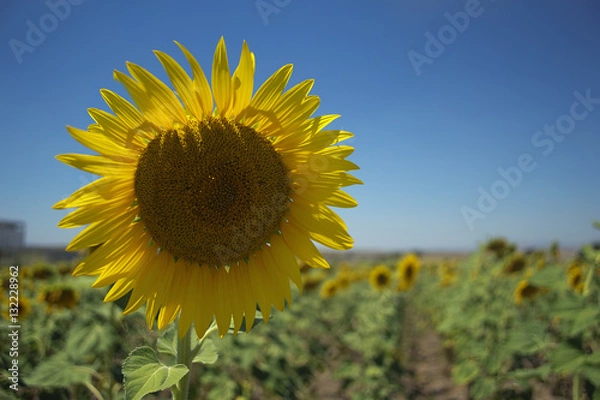 Obraz sunflower in the field